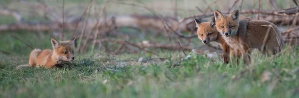 Niedliche Rotfüchse Gemeinsam Park Gefangen — Stockfoto