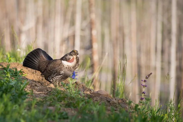 Gros Plan Tétras Dans Nature Sauvage Canada — Photo