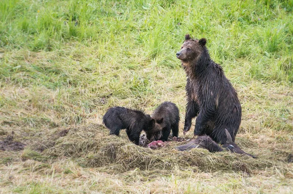 Medvěd Grizzly Divočině — Stock fotografie