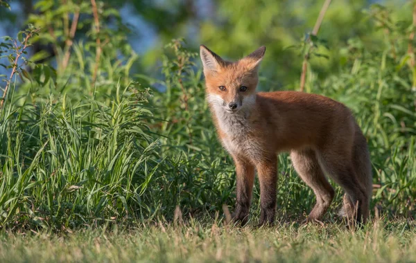 Schattige Rode Vossen Gras Park — Stockfoto