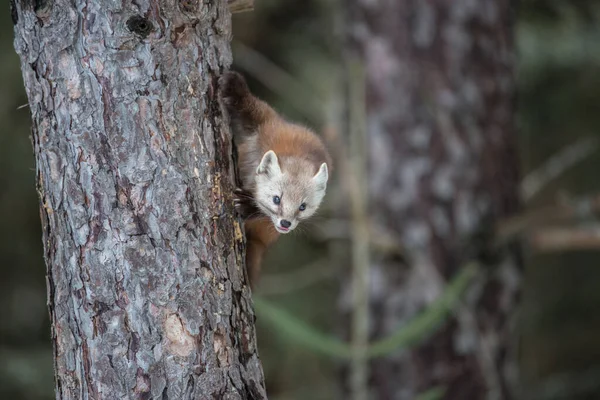 Pine Marten Sentado Árvore Banff National Park Alberta Canadá — Fotografia de Stock