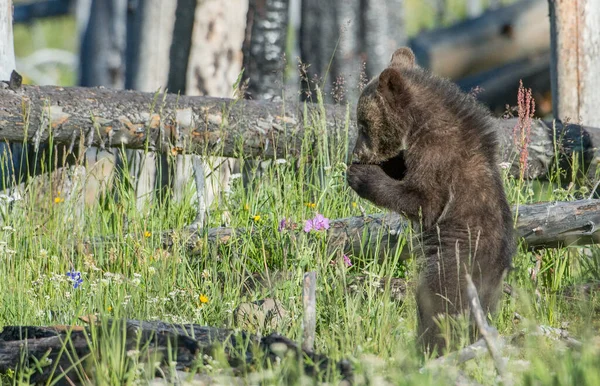 Grizzly Medvék Vadonban — Stock Fotó