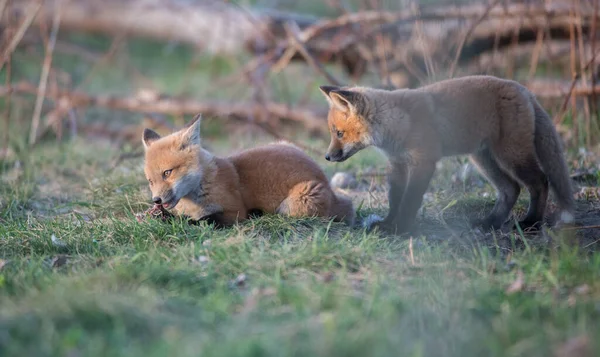 Carino Volpi Rosse Insieme Catturati Parco — Foto Stock