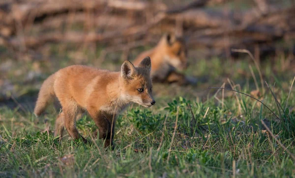 公園で一緒に捕獲されたかわいい赤いキツネ — ストック写真