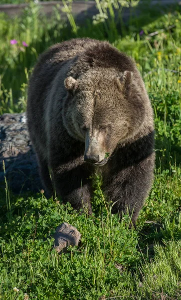 Grizzlyberen Het Wild — Stockfoto