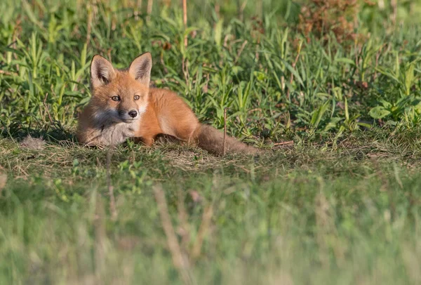 Mignon Renards Rouges Sur Herbe Nature Sauvage — Photo