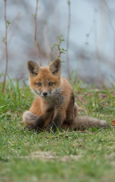 Closeup View Cute Red Fox Wild Nature — Stock Photo, Image