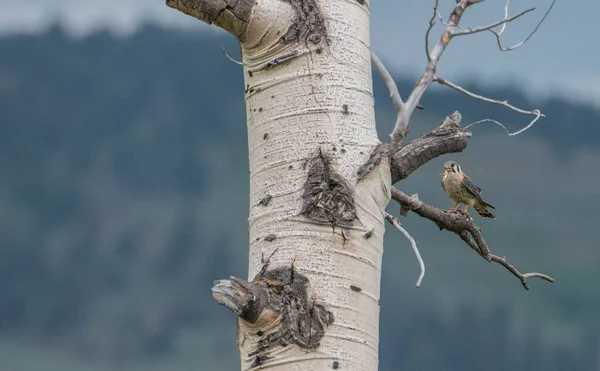 Kestrel Vahşi Doğada — Stok fotoğraf