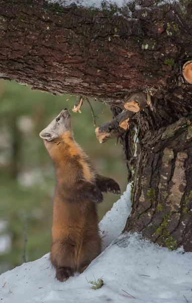 Martora Pino Seduta Sull Albero Nel Banff National Park Alberta — Foto Stock