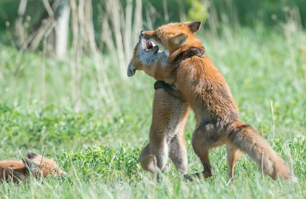 公園で一緒に捕獲されたかわいい赤いキツネ — ストック写真