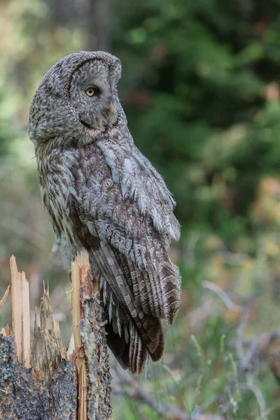 カナダのアルベルタにある野生のフクロウです — ストック写真