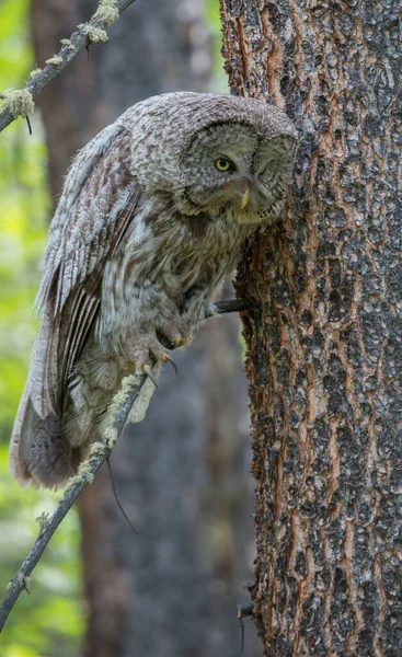 カナダのアルベルタにある野生のフクロウです — ストック写真