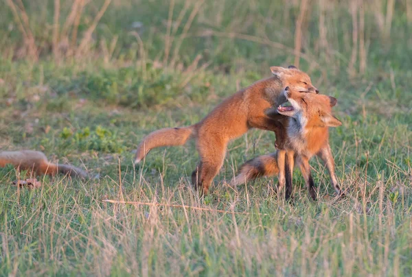 Schattige Rode Vossen Samen Gevangen Park — Stockfoto