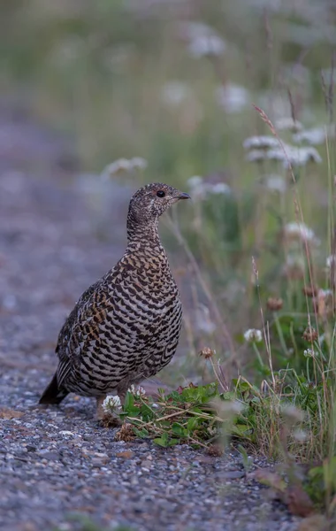 Sluitingen Van Korhoenders Wilde Natuur Canada — Stockfoto