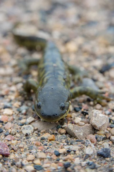 Salamandra Tigre Naturaleza —  Fotos de Stock