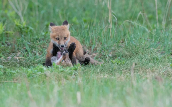 Cute Red Foxes Together Captured Park — Stock Photo, Image