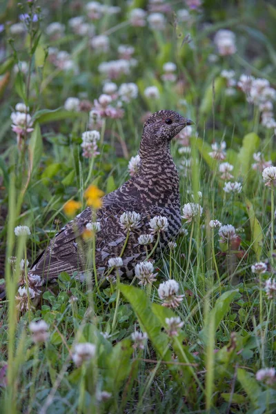 Close Grouse Natureza Selvagem Canadá — Fotografia de Stock