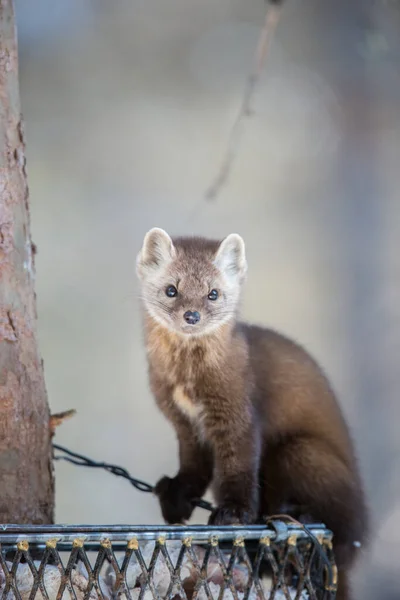 Pine Marten Sentado Árvore Banff National Park Alberta Canadá — Fotografia de Stock