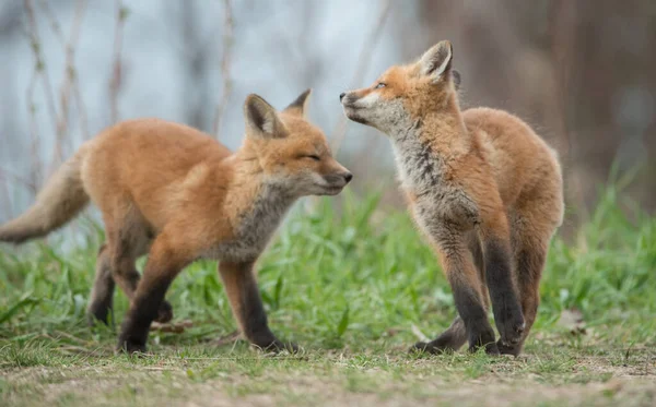 Raposas Vermelhas Bonitos Juntos Grama Natureza Selvagem — Fotografia de Stock