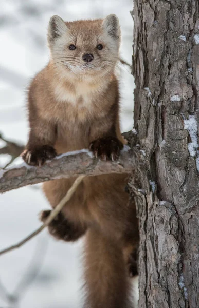 Pine Marten Sentado Árvore Banff National Park Alberta Canadá — Fotografia de Stock