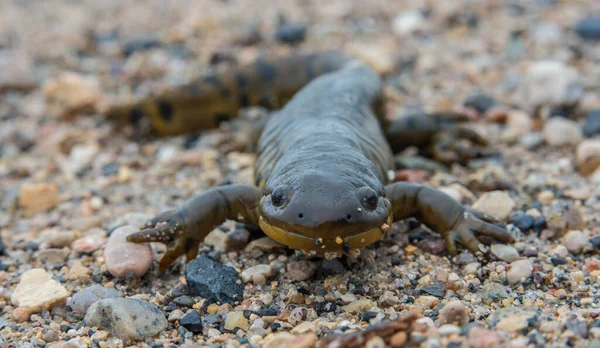 Salamandra Parque Nacional Montaña Caballo —  Fotos de Stock