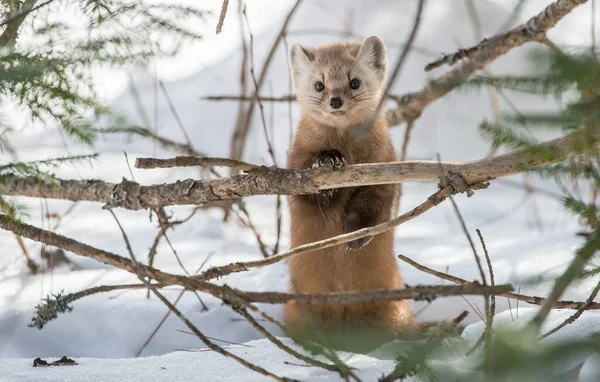 Pine Marten Sitting Tree Banff National Park Alberta Canada — Stock Photo, Image