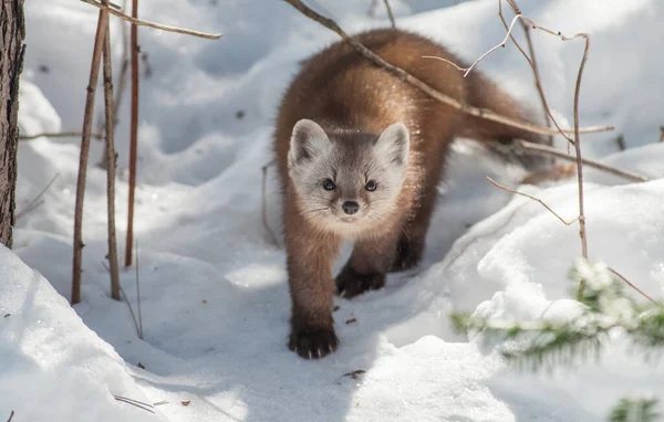 Banff Ulusal Parkı, Alberta, Kanada 'da kar üzerinde yürüyen çam mermeri.