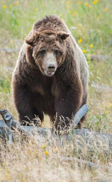 Brown Grizzly Bear Wild Nature — Stock Photo, Image