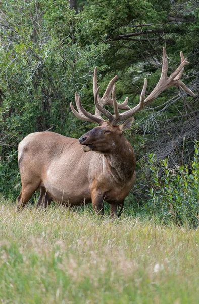 Bull Elk Wild — Stock Photo, Image