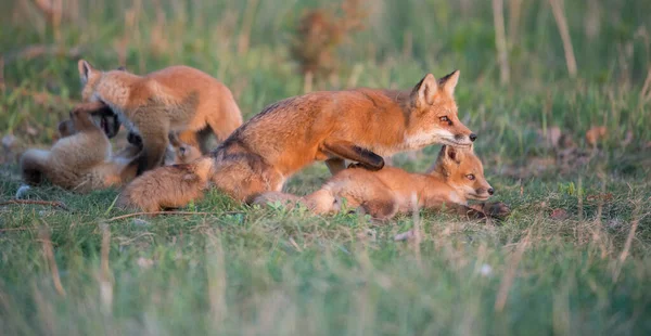 Roztomilé Červené Lišky Spolu Přírodě — Stock fotografie