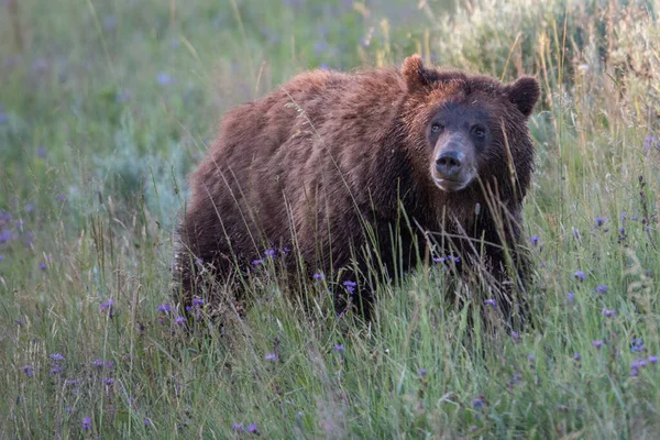 Urso Pardo Natureza — Fotografia de Stock