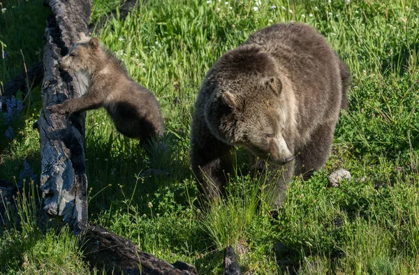 Grizzly Medvék Vadonban — Stock Fotó