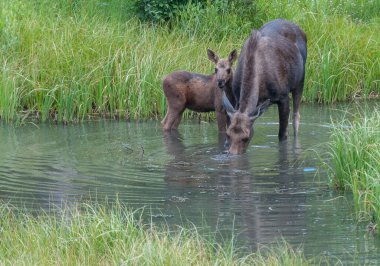 Vahşi Moose ailesi.