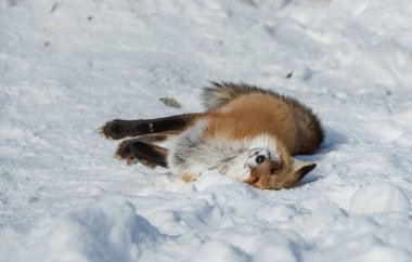 Kızıl tilki vahşi doğada