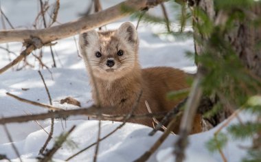 Banff Ulusal Parkı, Alberta, Kanada 'da kar üzerinde yürüyen çam mermeri.