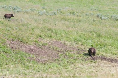 Vahşi doğada boz ayı ailesi