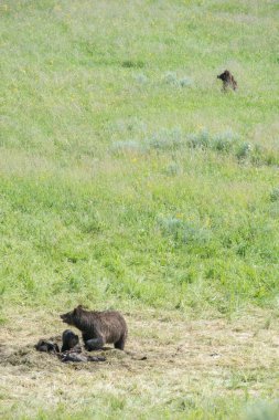 Vahşi doğada boz ayı
