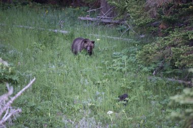 Vahşi doğada boz ayılar