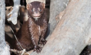 Vahşi doğada vizon