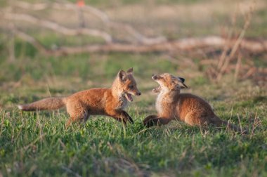 Parkta yakalanan sevimli kızıl tilkiler.