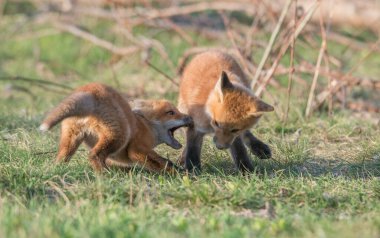 cute red foxes together captured at park clipart