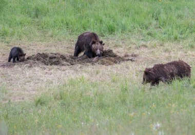 Vahşi doğada boz ayı