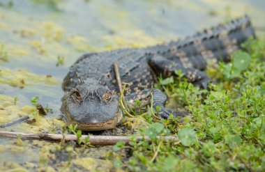 Vahşi doğadaki timsah
