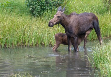 Vahşi Moose ailesi.