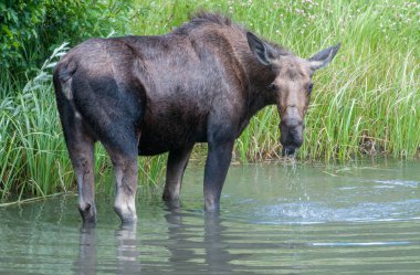 Vahşi Moose ailesi.