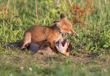 Vahşi doğada çimlerin üzerinde sevimli kızıl tilkiler.