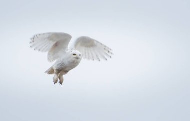 Toronto şehir merkezinde Karlı Baykuş