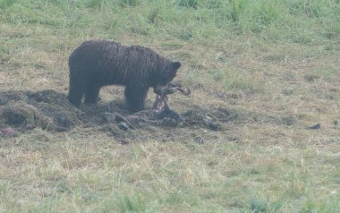 Vahşi doğada boz ayı