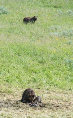 Vahşi doğada boz ayı