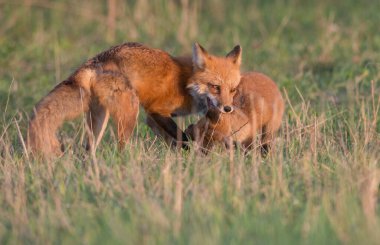 Doğada sevimli kızıl tilkiler bir arada.